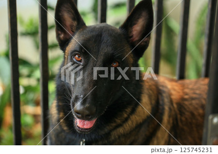 Smart male Belgian Malinois Dog Breed  125745231