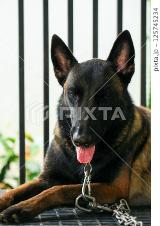 Smart male Belgian Malinois Dog Breed Smart male Belgian Malinois Dog Breed 125745234
