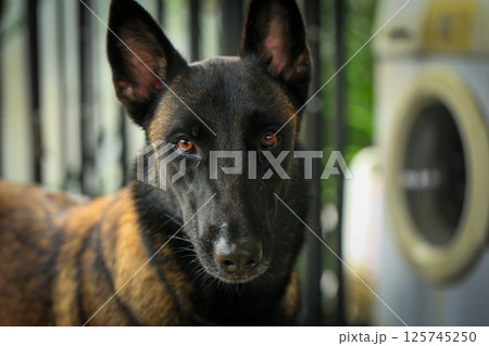 Smart male Belgian Malinois Dog Breed Smart male Belgian Malinois Dog Breed 125745250