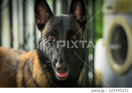 Smart male Belgian Malinois Dog Breed Smart male Belgian Malinois Dog Breed 125745251