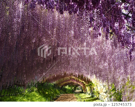 河内藤園の藤棚 河内藤園の藤棚 125745373