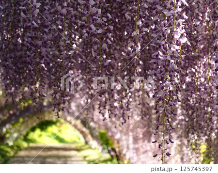河内藤園の藤棚 125745397