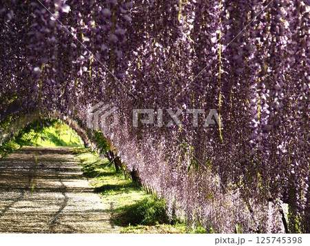 河内藤園の藤棚 125745398