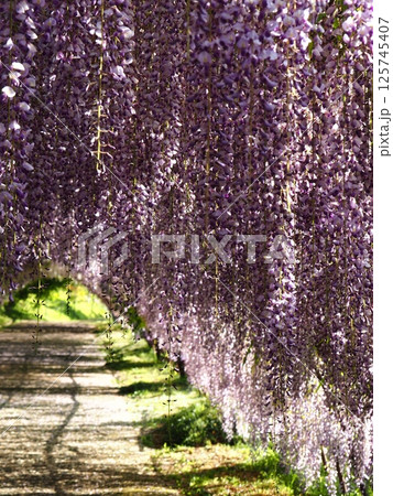 河内藤園の藤棚 125745407