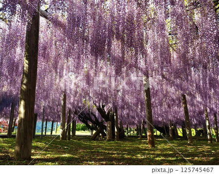 河内藤園の藤棚 125745467