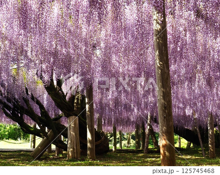 河内藤園の藤棚 125745468