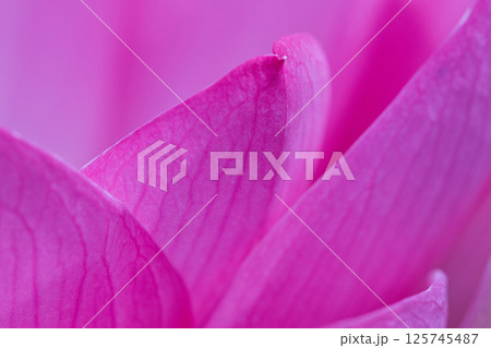 蓮の花びら 125745487