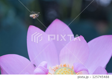 ハスの花に止まる蜂 125745488