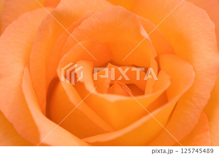オレンジ色のバラの花びら 125745489