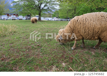 放牧されて草を食む羊 毛刈り前のひつじ 放牧されて草を食む羊 毛刈り前のひつじ 125745682