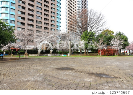 東京都市風景　石川島公園の桜 125745697