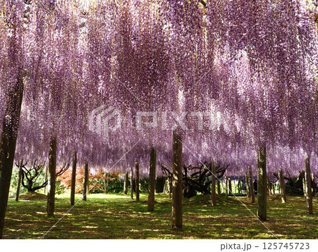 河内藤園の藤棚 125745723