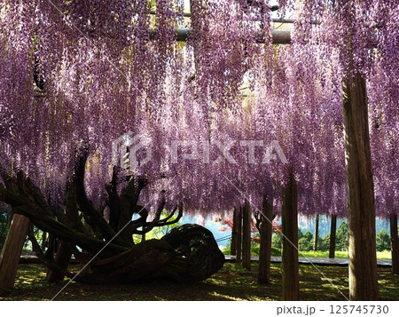 河内藤園の藤棚 125745730