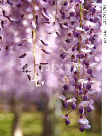 河内藤園の藤棚 125745768