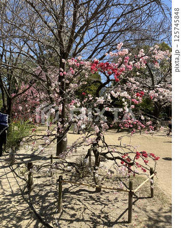 縮景園（しゅっけいえん）の梅の木 125745848