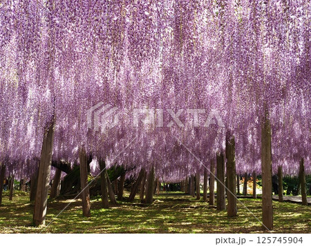 河内藤園の藤棚 河内藤園の藤棚 125745904