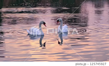 Romantic swan couple reflected in the twilight lake 125745927