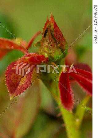 Roses are growing in the garden nursery. Roses are growing in the garden nursery. 125746079