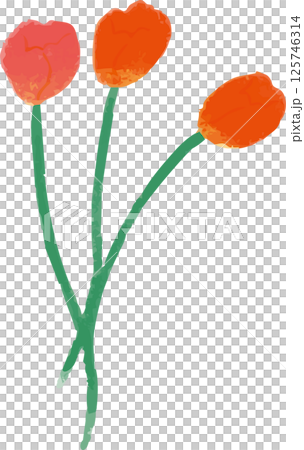 Hand-drawn illustration of three red tulips 125746314