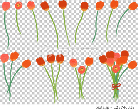 紅色鬱金香手繪插圖集 紅色鬱金香手繪插圖集 125746318