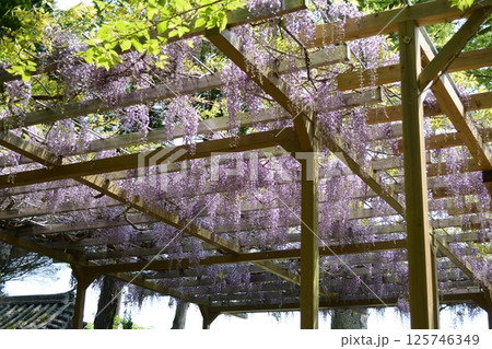 西脇　六所神社 125746349