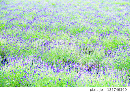 風を感じる爽やかな北海道の夏を彩るラベンダーの花畑 風を感じる爽やかな北海道の夏を彩るラベンダーの花畑 125746360