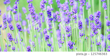 風を感じる爽やかな北海道の夏を彩るラベンダーの花 風を感じる爽やかな北海道の夏を彩るラベンダーの花 125746363