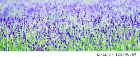 風を感じる爽やかな北海道の夏を彩るラベンダーの花 風を感じる爽やかな北海道の夏を彩るラベンダーの花 125746364