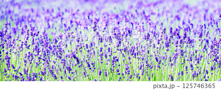 風を感じる爽やかな北海道の夏を彩るラベンダーの花 風を感じる爽やかな北海道の夏を彩るラベンダーの花 125746365