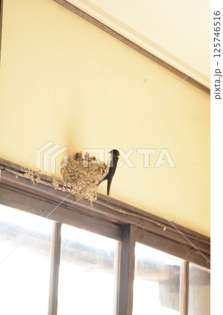 北条鉄道_長駅でツバメの子育て 125746516