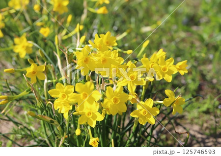 春の庭に咲く黄色いフサザキスイセンの花 125746593