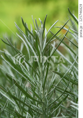 White Rosemary are growing in the garden nursery. 125746829
