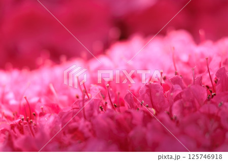 春の日差しを受けて色とりどりに咲き誇るツツジの花たち 125746918