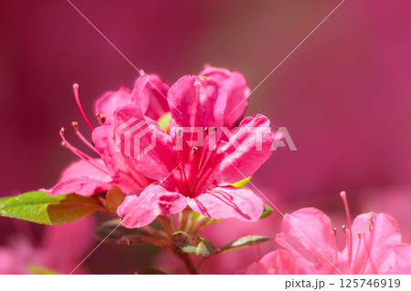 春の日差しを受けて色とりどりに咲き誇るツツジの花たち 春の日差しを受けて色とりどりに咲き誇るツツジの花たち 125746919