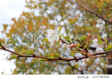雨の日 葉桜 花 雨の日 葉桜 花 125746926