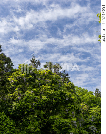 野山に咲いた藤の花 125747051