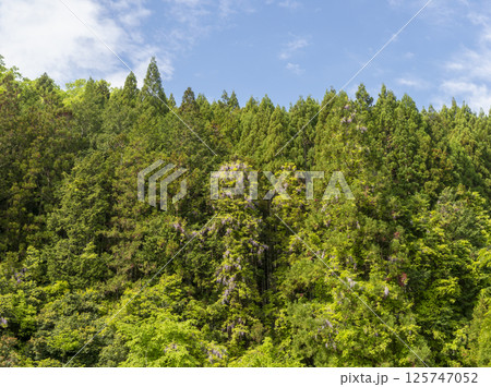 野山に咲いた藤の花 野山に咲いた藤の花 125747052