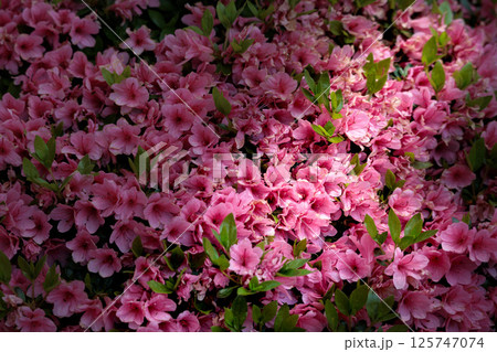 春の日差しを受けて色とりどりに咲き誇るツツジの花たち 125747074