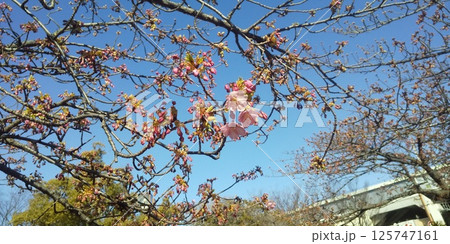 蕾が大きくなってもう直ぐ咲きそうな河津桜 蕾が大きくなってもう直ぐ咲きそうな河津桜 125747161