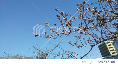 まだ固い蕾の河津桜 まだ固い蕾の河津桜 125747166