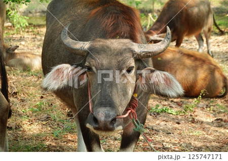 buffalo landscape.Thai buffalo herd standing in the meadow,Buffalo in the countryside thailand. A beautiful scenery buffalo landscape.Thai buffalo herd standing in the meadow,Buffalo in the countryside thailand. A beautiful scenery 125747171