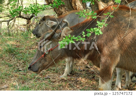 buffalo landscape.Thai buffalo herd standing in the meadow,Buffalo in the countryside thailand. A beautiful scenery buffalo landscape.Thai buffalo herd standing in the meadow,Buffalo in the countryside thailand. A beautiful scenery 125747172