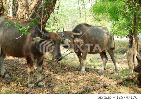 buffalo landscape.Thai buffalo herd standing in the meadow,Buffalo in the countryside thailand. A beautiful scenery buffalo landscape.Thai buffalo herd standing in the meadow,Buffalo in the countryside thailand. A beautiful scenery 125747176