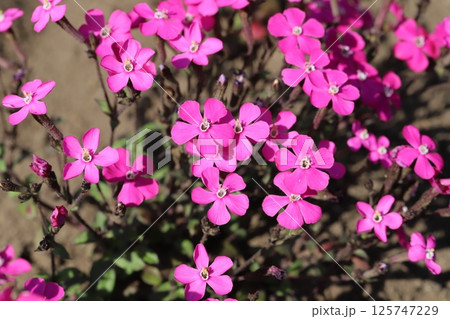 春の公園の花壇に咲くピンク色のシレネ・ピンクパンサーの花 125747229