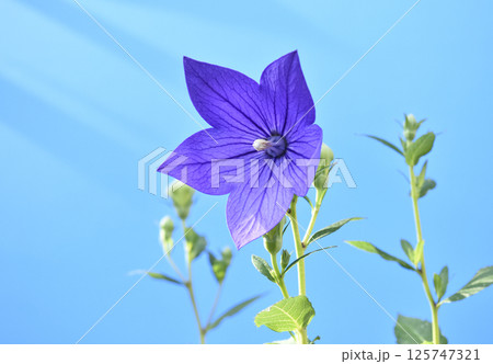 桔梗の花 秋の七草のひとつ 四切ワイド( fix撮影 ) 桔梗の花 秋の七草のひとつ 四切ワイド( fix撮影 ) 125747321