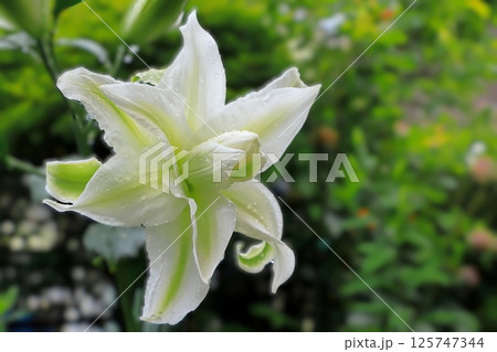 雨に濡れる八重咲きの美しいカサブランカ 125747344