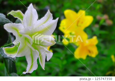 雨に濡れる八重咲きの華やかなカサブランカと黄色い百合の花 125747350