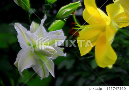 雨に濡れる華やかな八重咲きの白と一重咲きの黄色のカサブランカ 雨に濡れる華やかな八重咲きの白と一重咲きの黄色のカサブランカ 125747360