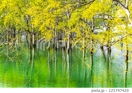 朝霧に包まれる白川湖の水没林 (山形) 朝霧に包まれる白川湖の水没林 (山形) 125747420