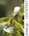 アボカドの新芽 125747427